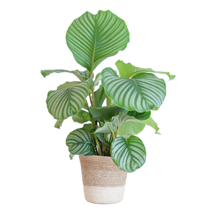 Calathea orbifolia - 65cm - Ø19