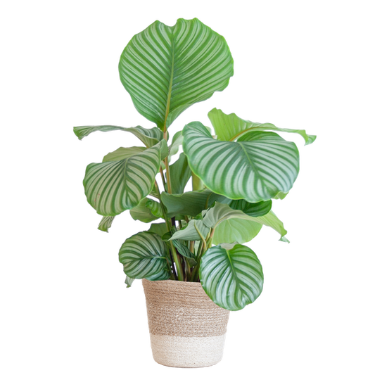 Calathea orbifolia - 65cm - Ø19