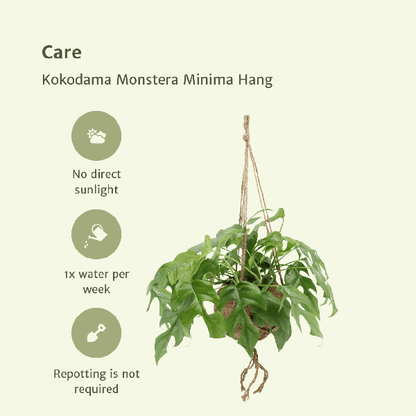 Monstera Minima Kokodama | 25 cm | Potmaat Ø15 cm | Inclusief gratis kokodama