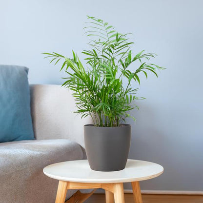 Chamaedorea Elegans - Mexicaanse Bergpalm | 55 cm | Potmaat 17 cm | Luchtzuiverend, Makkelijk & Diervriendelijk