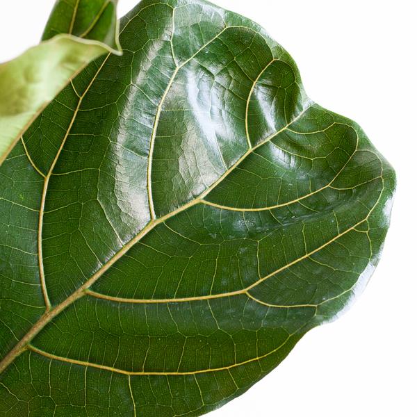 Ficus Lyrata XL - Vioolbladplant | 140 cm | Potmaat Ø27 cm | Inclusief gratis mand