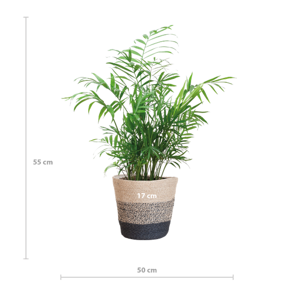 Chamaedorea Elegans - Mexicaanse Bergpalm | 55 cm | Potmaat 17 cm | Luchtzuiverend, Makkelijk & Diervriendelijk