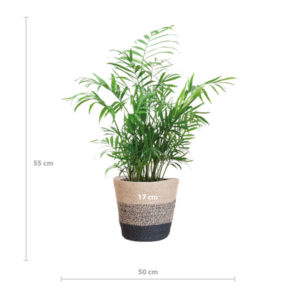 Chamaedorea Elegans - Mexicaanse Bergpalm | 55 cm | Potmaat 17 cm | Luchtzuiverend, Makkelijk & Diervriendelijk