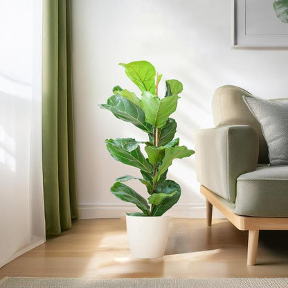 Ficus Lyrata - 80cm - Ø21