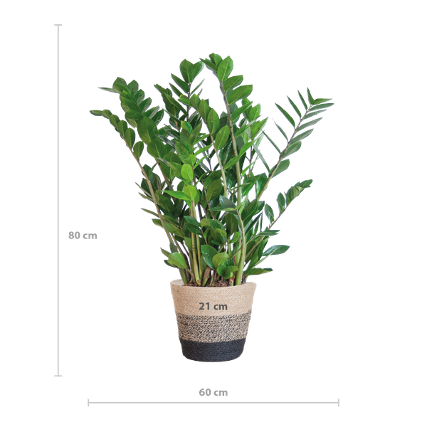 Zamioculcas Zamiifolia - ZZ Plant | 80 cm | Potmaat Ø21 cm | Weinig water & Makkelijk te verzorgen