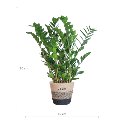 Zamioculcas Zamiifolia - ZZ Plant | 80 cm | Potmaat Ø21 cm | Weinig water & Makkelijk te verzorgen
