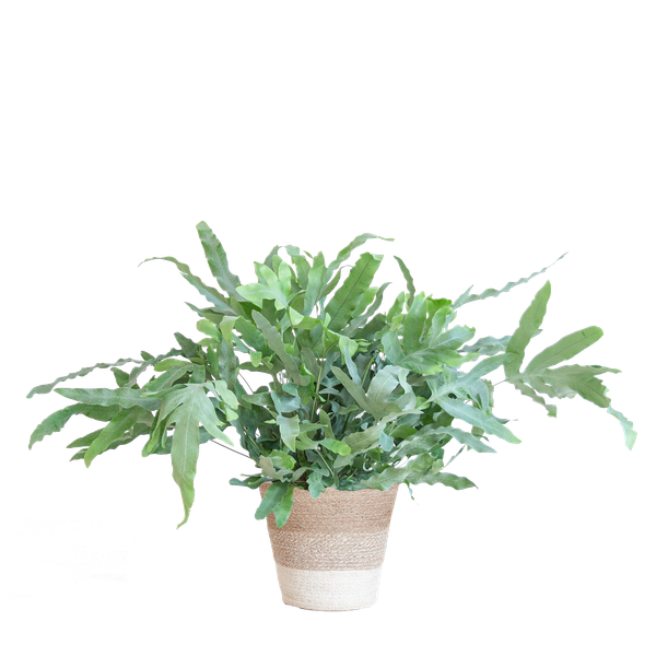 Phlebodium Aureum - Blauwvaren | 40 cm | Potmaat Ø17 cm | Luchtzuiverend, Makkelijk & Diervriendelijk