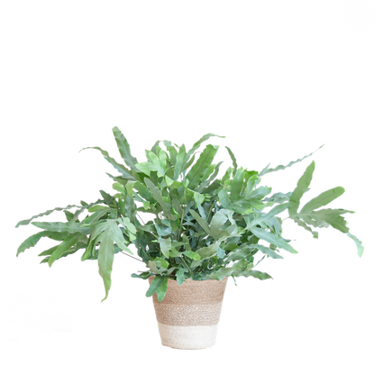 Phlebodium Aureum - Blauwvaren | 40 cm | Potmaat Ø17 cm | Luchtzuiverend, Makkelijk & Diervriendelijk