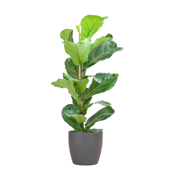 Ficus Lyrata - 80cm - Ø21