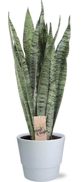 Sansevieria Zeylanica - 70cm - Ø17