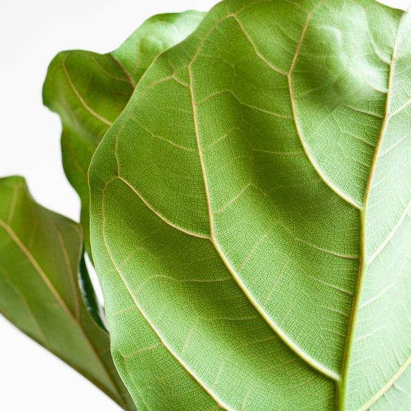 Ficus Lyrata XL - Vioolbladplant | 140 cm | Potmaat Ø27 cm | Inclusief gratis mand