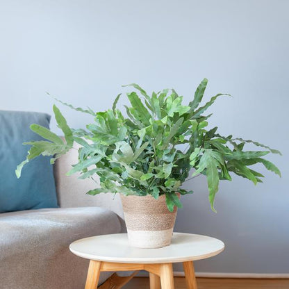 Phlebodium Aureum - Blauwvaren | 40 cm | Potmaat Ø17 cm | Luchtzuiverend, Makkelijk & Diervriendelijk