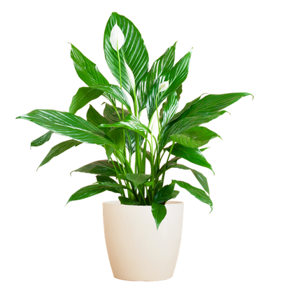 Spathiphyllum Sweet Lauretta - 80cm - Ø21