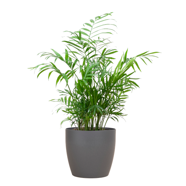 Chamaedorea Elegans - Mexicaanse Bergpalm | 55 cm | Potmaat 17 cm | Luchtzuiverend, Makkelijk & Diervriendelijk