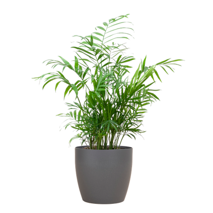 Chamaedorea Elegans - Mexicaanse Bergpalm | 55 cm | Potmaat 17 cm | Luchtzuiverend, Makkelijk & Diervriendelijk