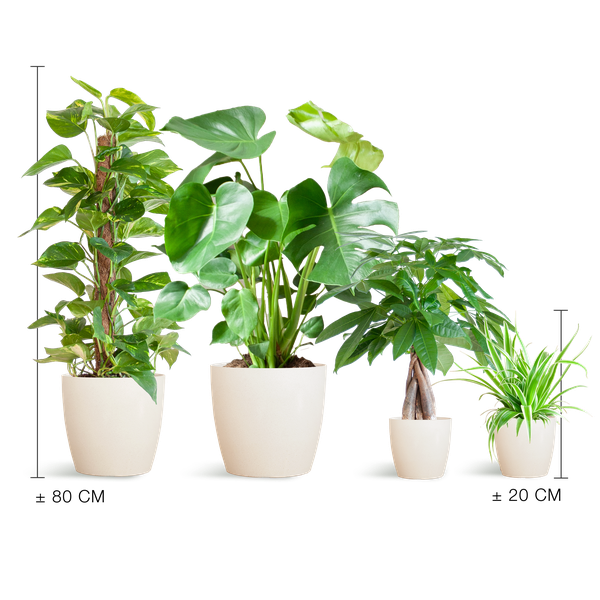 Easy Care Plantenbox - Makkelijke Kamerplanten Set | Weinig Onderhoud & Luchtzuiverend
