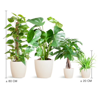 Easy Care Plantenbox - Makkelijke Kamerplanten Set | Weinig Onderhoud & Luchtzuiverend