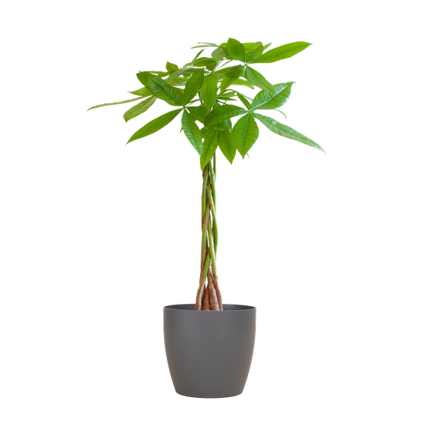 Pachira Aquatica - Geldboom | 80 cm | Potmaat Ø21 cm | Luchtzuiverend & Makkelijk te verzorgen