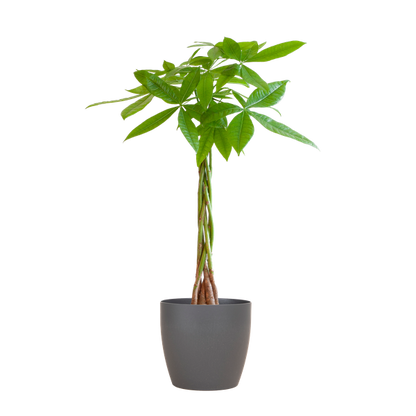 Pachira Aquatica - Geldboom | 80 cm | Potmaat Ø21 cm | Luchtzuiverend & Makkelijk te verzorgen