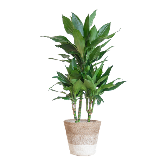 Dracaena Janet Lindt - 95cm - Ø21