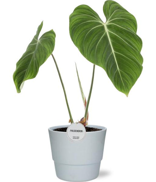 Philodendron Gloriosum  - 45cm - Ø15