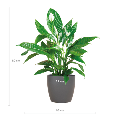 Spathiphyllum Sweet Lauretta - 80cm - Ø21