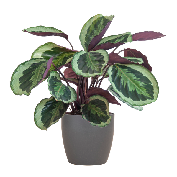 Calathea Medaillon - 65cm - Ø19