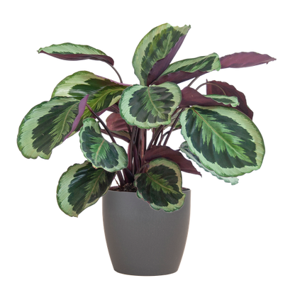 Calathea Medaillon - 65cm - Ø19