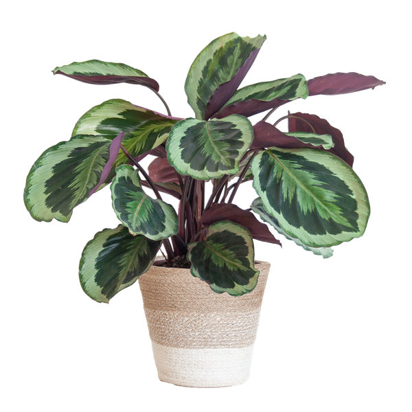 Calathea Medaillon - 65cm - Ø19