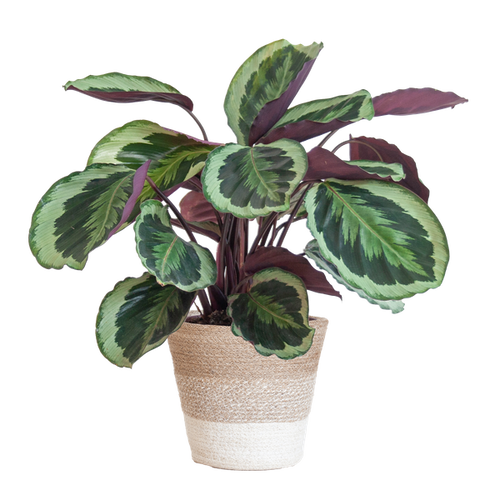 Calathea Medaillon - 65cm - Ø19