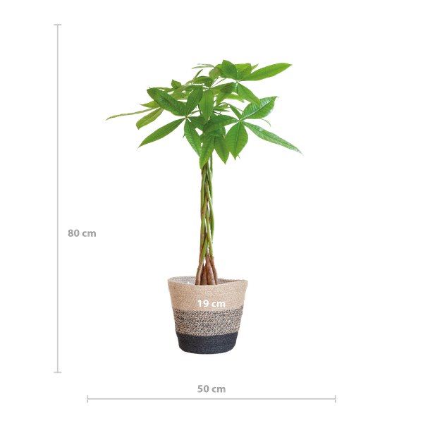 Pachira Aquatica - Geldboom | 80 cm | Potmaat Ø21 cm | Luchtzuiverend & Makkelijk te verzorgen