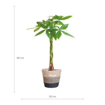 Pachira Aquatica - Geldboom | 80 cm | Potmaat Ø21 cm | Luchtzuiverend & Makkelijk te verzorgen