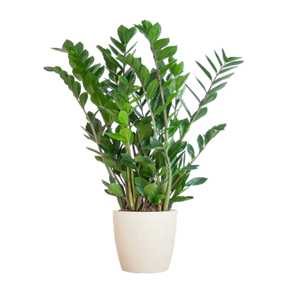 Zamioculcas Zamiifolia - ZZ Plant | 80 cm | Potmaat Ø21 cm | Weinig water & Makkelijk te verzorgen