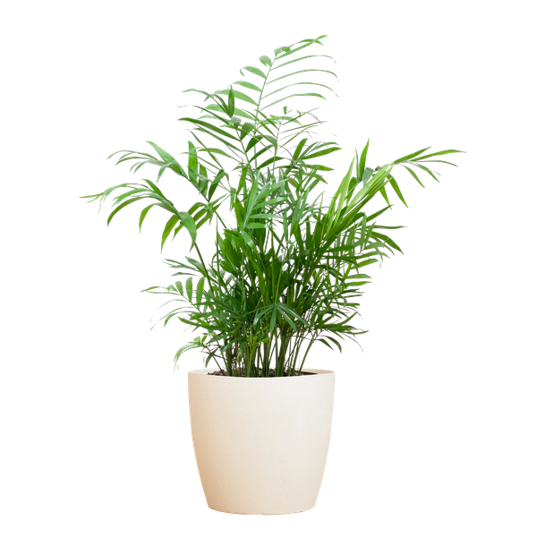 Chamaedorea Elegans - Mexicaanse Bergpalm | 55 cm | Potmaat 17 cm | Luchtzuiverend, Makkelijk & Diervriendelijk