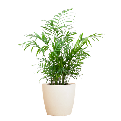 Chamaedorea Elegans - Mexicaanse Bergpalm | 55 cm | Potmaat 17 cm | Luchtzuiverend, Makkelijk & Diervriendelijk