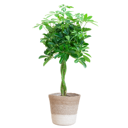 Schefflera arboricola Nora - 70cm - Ø21