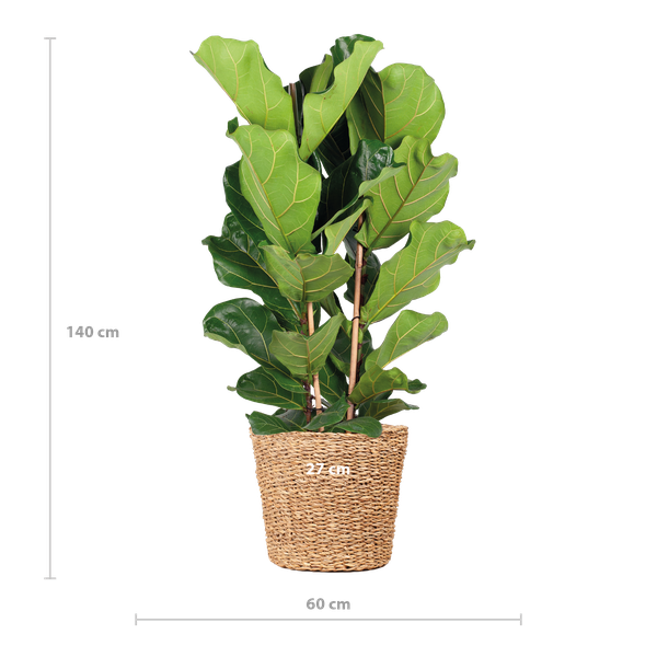 Ficus Lyrata - 80cm - Ø21