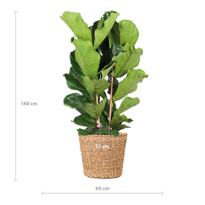 Ficus Lyrata - 80cm - Ø21