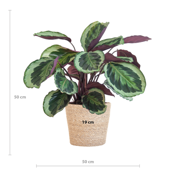 Calathea Medaillon - 65cm - Ø19