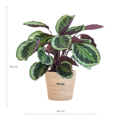 Calathea Medaillon - 65cm - Ø19