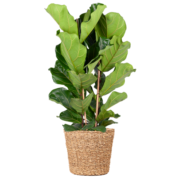 Ficus Lyrata - 80cm - Ø21