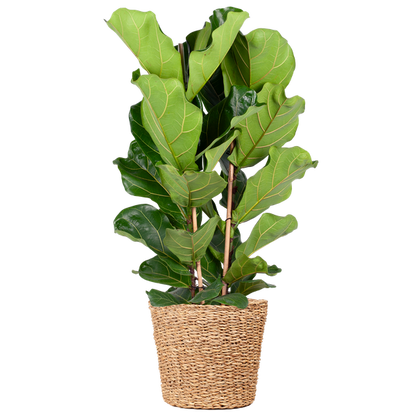 Ficus Lyrata - 80cm - Ø21