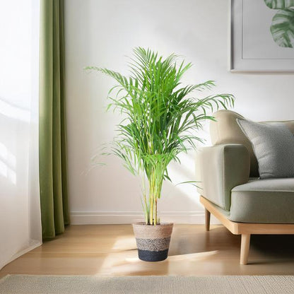 Areca Palm (Dypsis lutescens) - Goudpalm | 100 cm | Potmaat 21 cm | Inclusief gratis mand