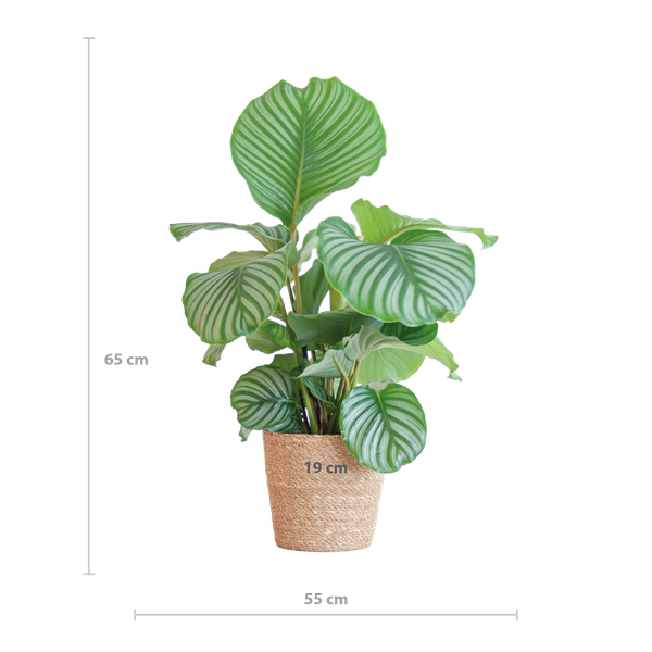 Calathea orbifolia - 65cm - Ø19