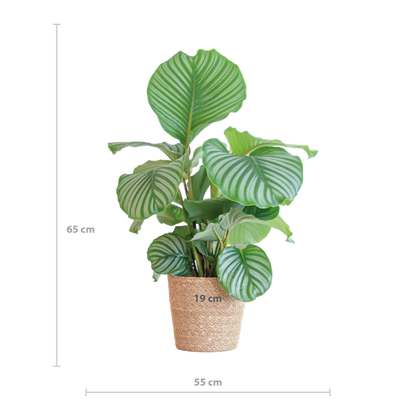 Calathea orbifolia - 65cm - Ø19