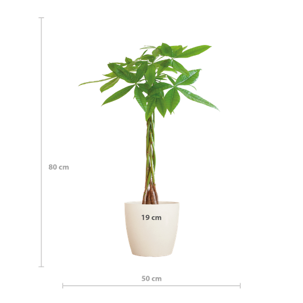 Pachira Aquatica - Geldboom | 80 cm | Potmaat Ø21 cm | Luchtzuiverend & Makkelijk te verzorgen
