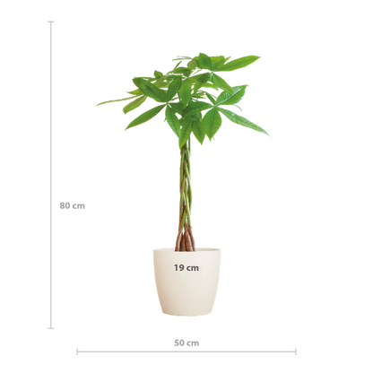 Pachira Aquatica - Geldboom | 80 cm | Potmaat Ø21 cm | Luchtzuiverend & Makkelijk te verzorgen