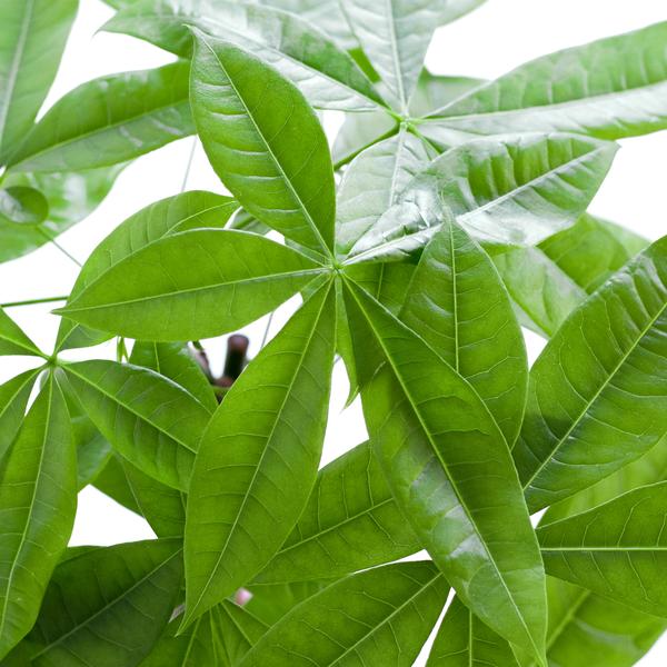 Pachira Aquatica - Geldboom | 80 cm | Potmaat Ø21 cm | Luchtzuiverend & Makkelijk te verzorgen