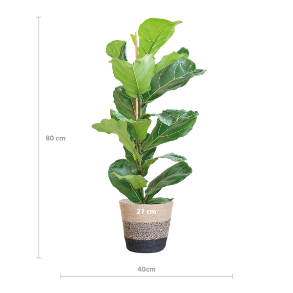 Ficus Lyrata - 80cm - Ø21