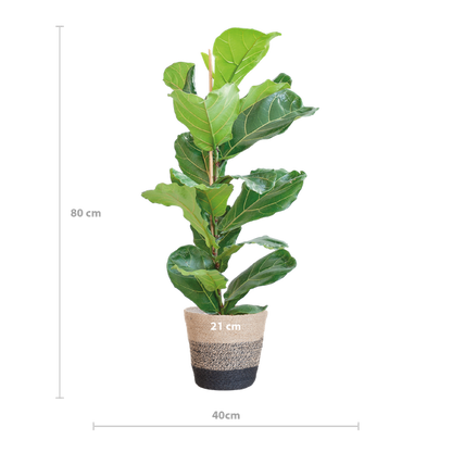 Ficus Lyrata - 80cm - Ø21